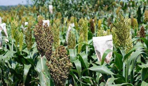 Wild Sorghum